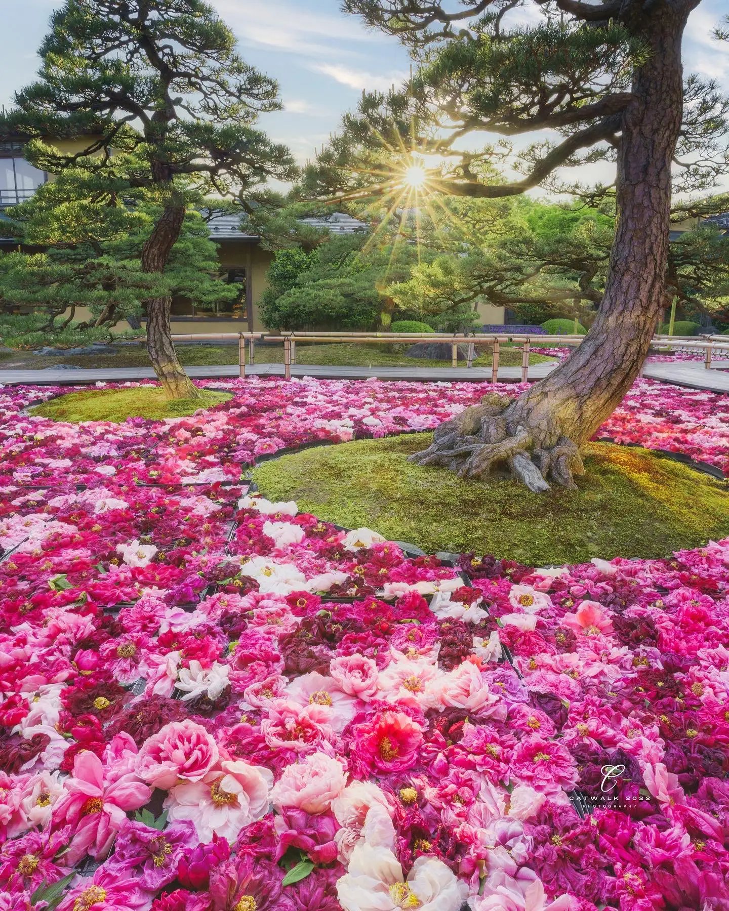 🌸 유시엔 정원 (由志園) 이미지 10